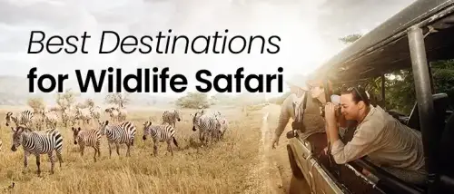 Best Place for Wildlife Safari