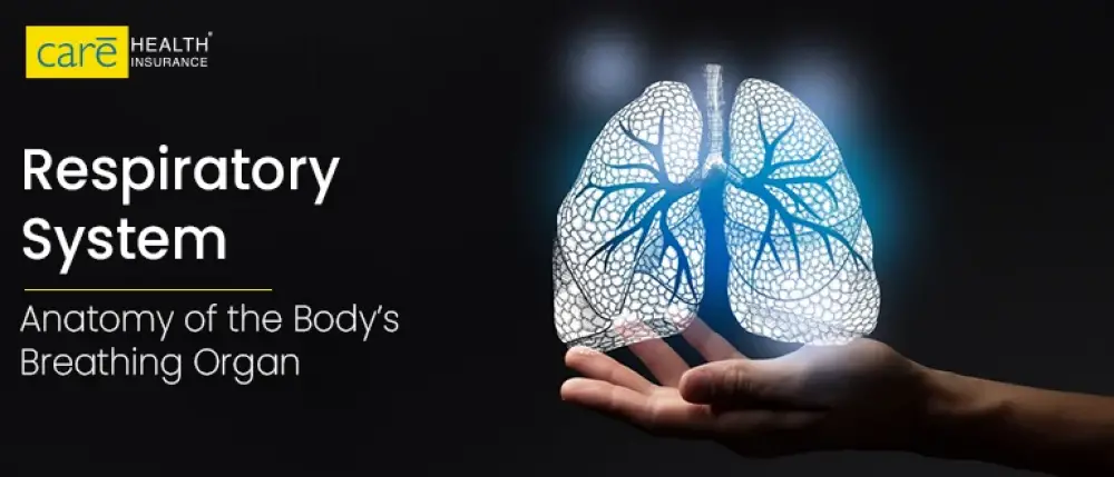 Respiratory System: Anatomy of the Body’s Breathing Organ