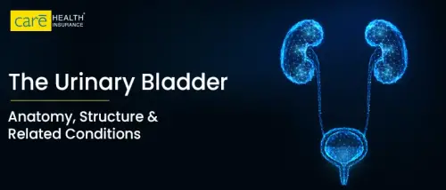 Everything You Need to Know About Urinary Bladder