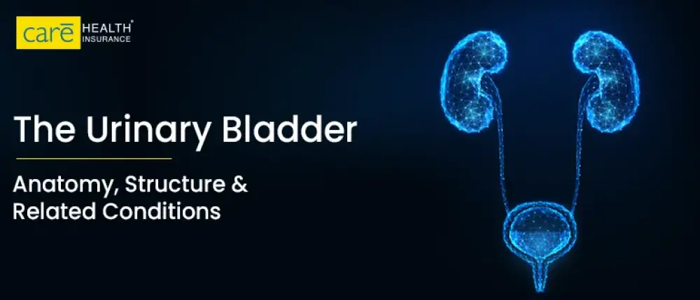 Everything You Need to Know About Urinary Bladder