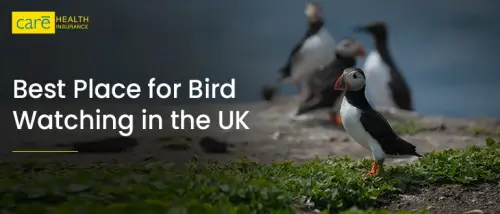 Best Place for Bird Watching in the UK