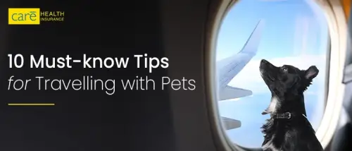 10 Must-know Tips for Travelling with Pets