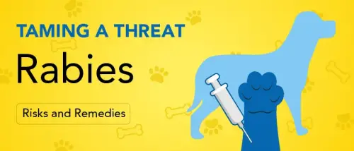 Taming a Threat: Rabies Risks and Remedies