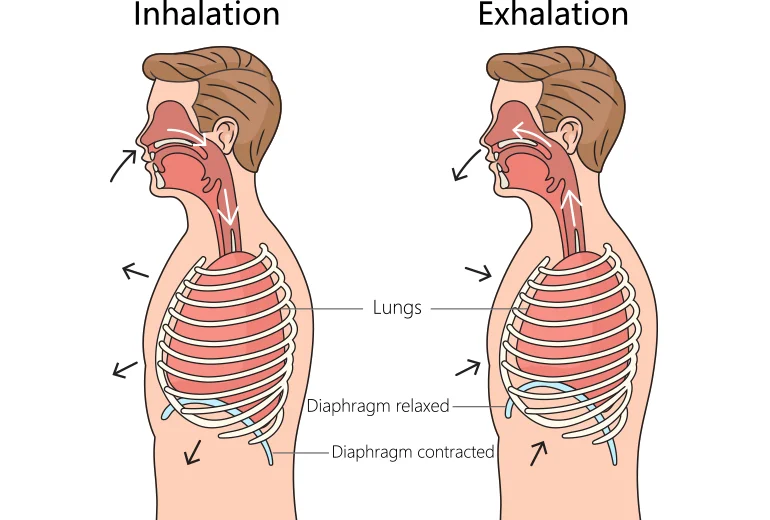 What is the Function of the Respiratory System?