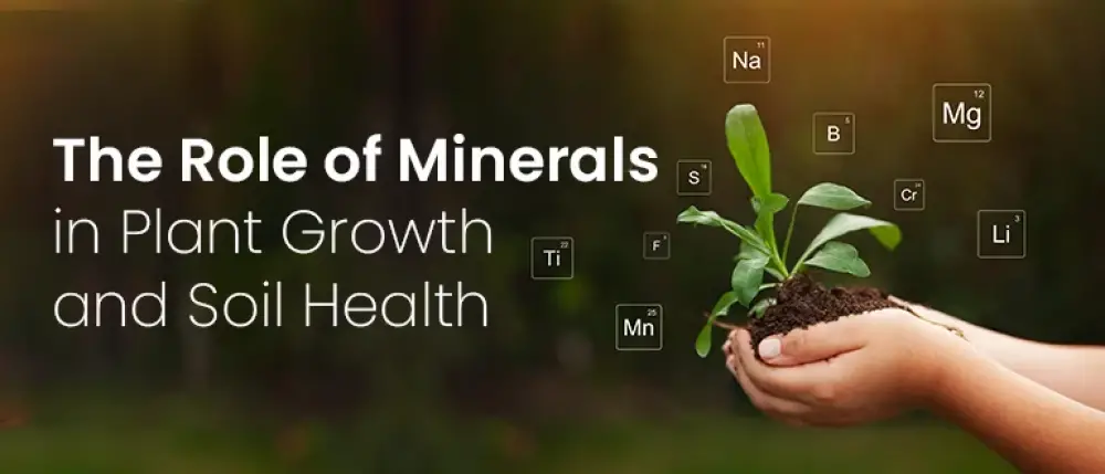 Role of Minerals in Plant Growth and Soil Health