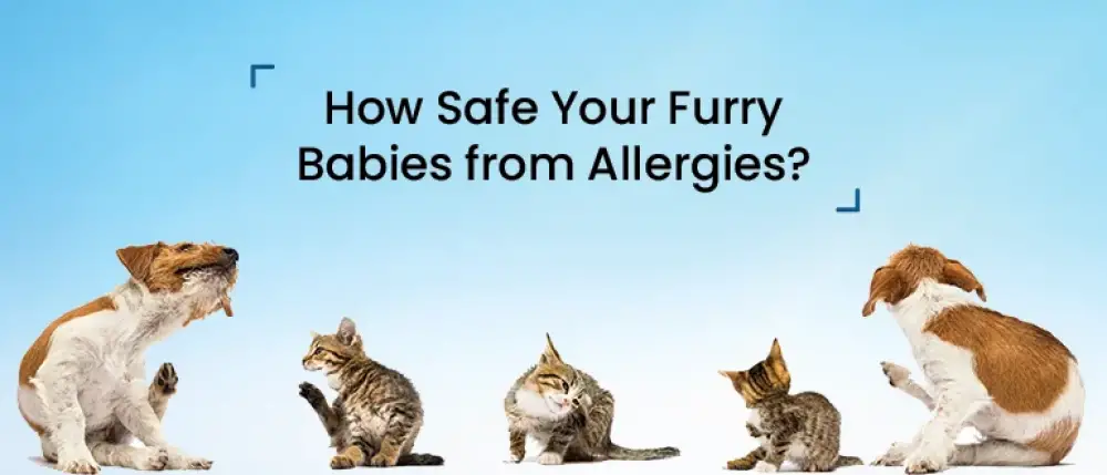 How Safe Your Furry Babies from Allergies?