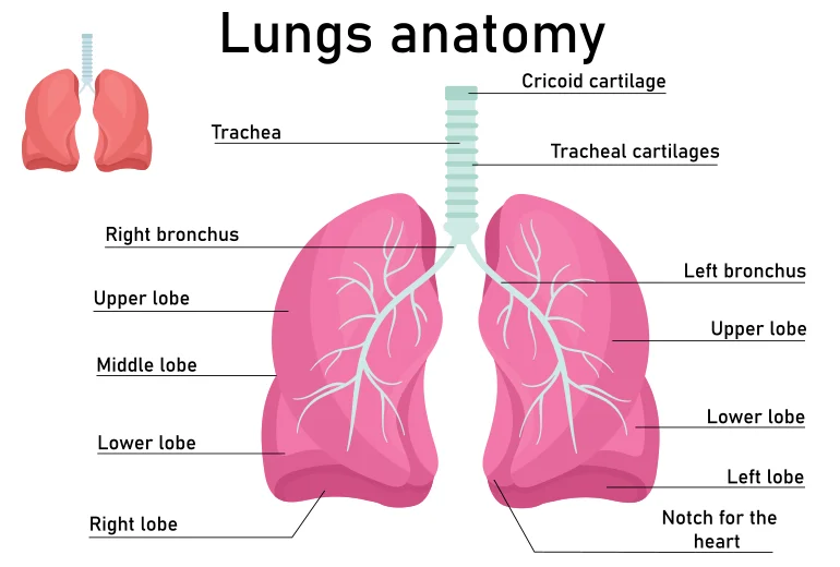 Various Parts of Respiratory System