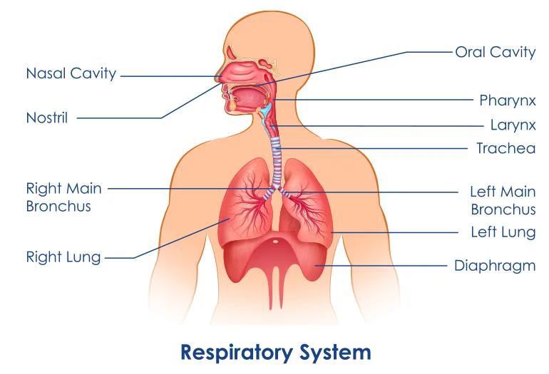 What is Respiratory System